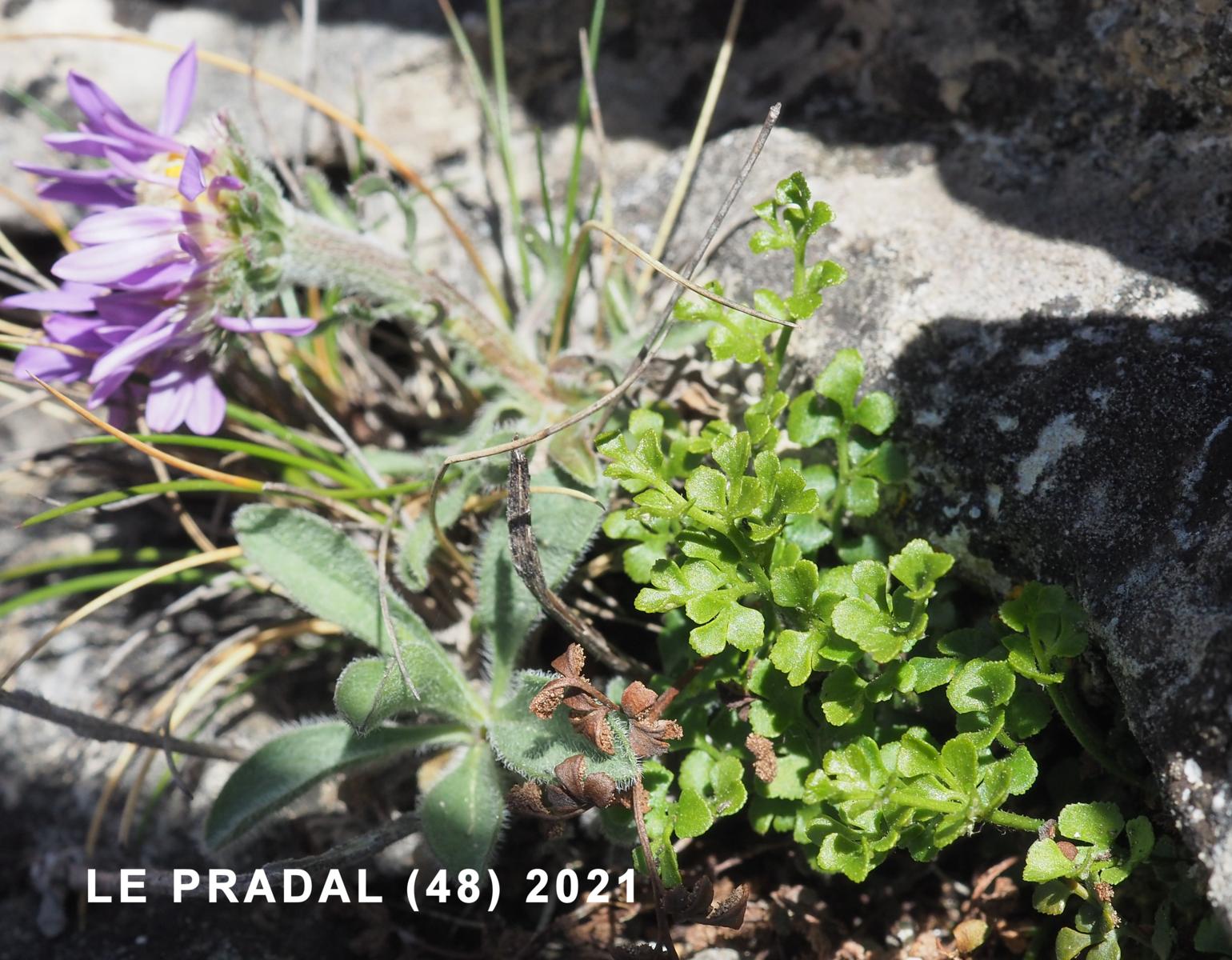 Spleenwort, Southern Rock